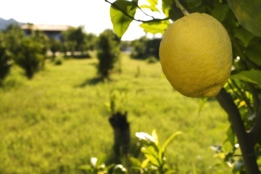 Willa Agriturismo Terrenia Trappitello Zewnętrze zdjęcie